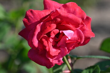 red rose in garden