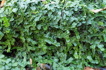 日本：鱗模様のジャゴケ（Marchantia polymorpha L）をクローズアップ【龍王峡自然研究】栃木県日光市・10月