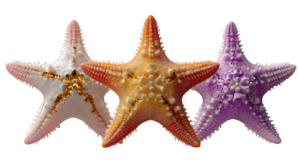 Sea Stars' Trio of Colors: A trio of vibrant sea stars, each flaunting a unique color palette, create a captivating display of marine beauty, showcasing intricate textures and radiating aquatic charm.