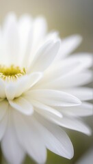 close up of white daisy