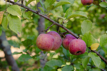 Apples on the tree in an orchard