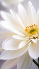 close up of white chrysanthemum