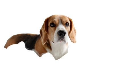 A Beagle's Gaze: A beagle's intelligent eyes captures viewers, a loyal companion posing gracefully.