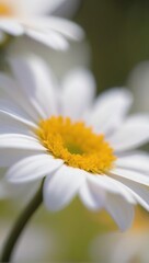 close up of camomile