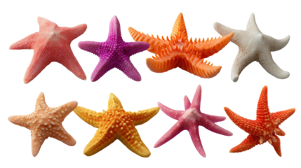 Vibrant Starfish: A dazzling array of colorful starfish, showcasing a spectrum of hues, presenting a captivating underwater vista.