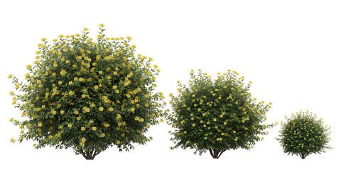 Three green bushes with yellow flowers of varying sizes on a white background
