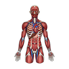 human sleeping anatomy llustration	