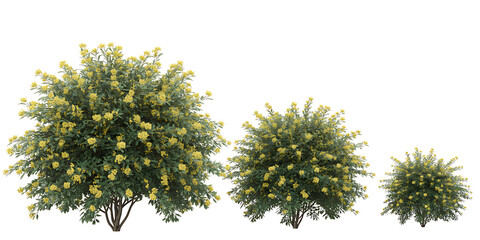 Three flowering bushes of varying sizes on white background