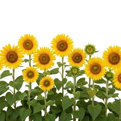 Fototapeta premium Vibrant sunflowers blooming in a field under a bright sky