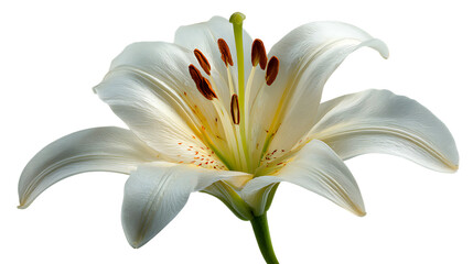 Elegant white lily flower close up with stamens and petals on transparent background