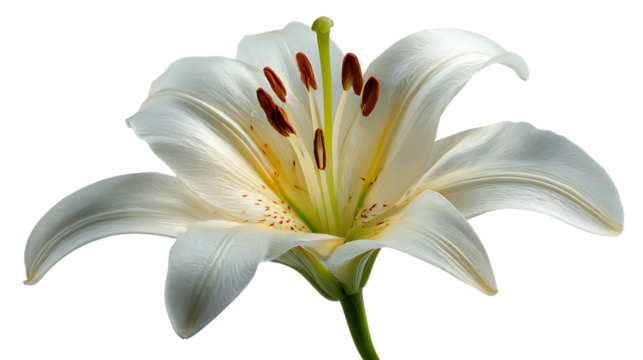 Elegant white lily flower close up with stamens and petals on transparent background