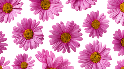 Seamless pattern of pink daisies with yellow centers on transparent background for design