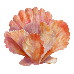 Watercolor sunshell blossom with coral and amber tones shaped like seashells, isolated on a white background, clear edges, botanical clipart style.