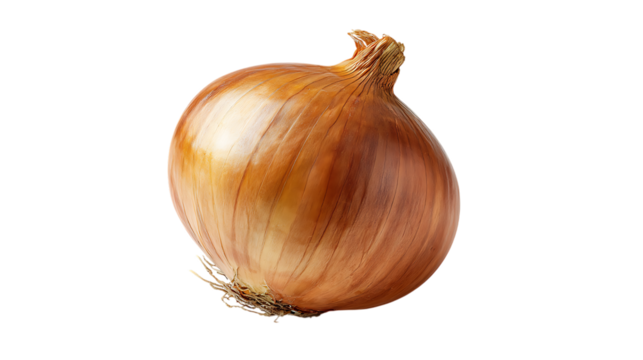 Single whole yellow onion with roots and dry stem on transparent background
