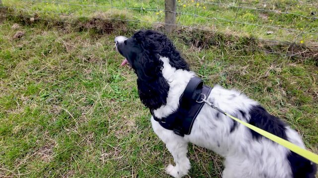 English Springer Spaniel walking on lead and harness in an outdoor field