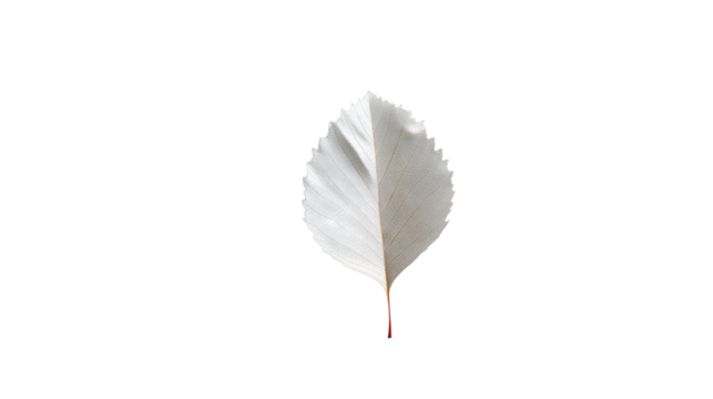 Elegant Leaf's Symmetry: a pristine leaf, exhibits remarkable symmetry, showcasing its intricate veins and delicate texture, a symbol of nature's beauty and order.