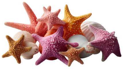 Coastal Treasures: A collection of vibrant starfish and seashells, each with unique textures and colors, evokes a sense of seaside tranquility.