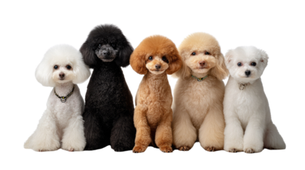 Poodles of Various Hues: A charming group of poodles, each a unique color, sit in a row, exuding cuteness. Displaying their variety and appealing aesthetic.
