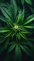 Obraz premium Lush Cannabis Plant with Budding Flowers in a Dark Green Garden.