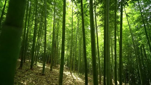 Abstract visual of sunlight filtering through dense bamboo leaves, casting dynamic shadow patterns and creating a calming, meditative atmosphere. Focus on light interaction and the play of shadows?