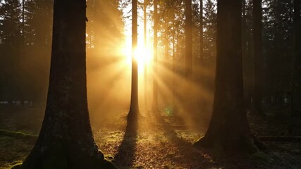 Dynamic movement of fog slowly drifting between towering coniferous trees, occasionally revealing bursts of warm sunlight, casting long, shifting shadows across the serene woodland. - Powered by Adobe
