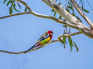 Eastern Rosella (Platycercus Eximius) Angled On Branch
