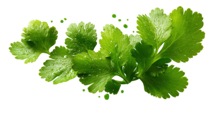 Fresh cilantro sprig on white background. Delicate green herb leaves used in cooking for flavor and garnish