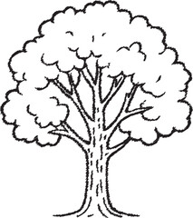 Large deciduous tree with spreading canopy