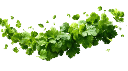 Fresh cilantro sprig on white background. Delicate green herb leaves used in cooking for flavor and garnish