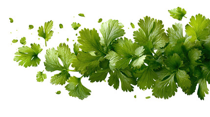 Fresh cilantro sprig on white background. Delicate green herb leaves used in cooking for flavor and garnish