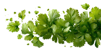 Fresh cilantro sprig on white background. Delicate green herb leaves used in cooking for flavor and garnish