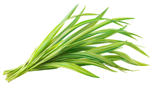 Natural Aromatic Tropical Herb for Cooking and Fragrance