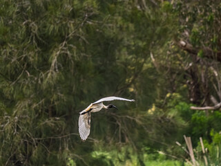 Ibis Wings Spread Soaring Over Lake