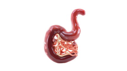 Stomach and small intestine zoom with skeleton anterior view