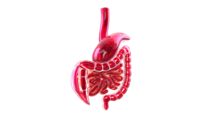 Stomach and small intestine zoom with skeleton anterior view