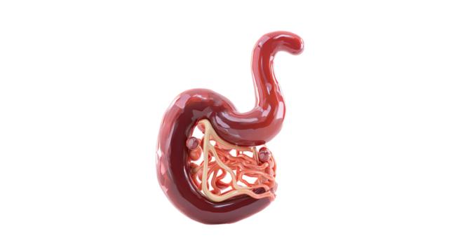 Stomach and small intestine zoom with skeleton anterior view