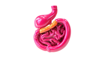 Stomach and small intestine zoom with skeleton anterior view
