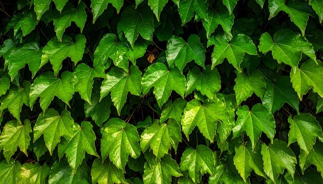 Fototapeta Lush green ivy wall creating a natural background texture.