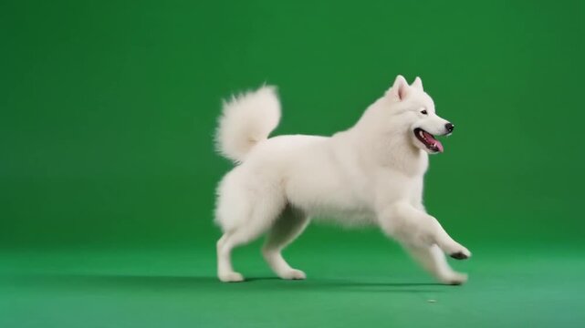 A happy white Samoyed dog runs energetically across a green screen