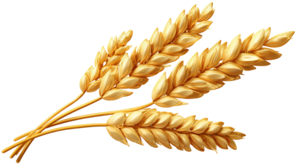 spikelets of wheat isolate on white background. Selection focus. food PNG