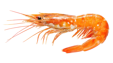 shrimp skewer on grill concept brochette de crevettes sur le concept du gril concepto de brocheta de gambas a la parrilla karides tava