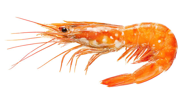 shrimp skewer on grill concept brochette de crevettes sur le concept du gril concepto de brocheta de gambas a la parrilla karides tava