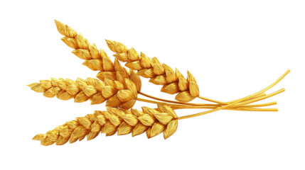 spikelets of wheat isolate on white background. Selection focus. food PNG