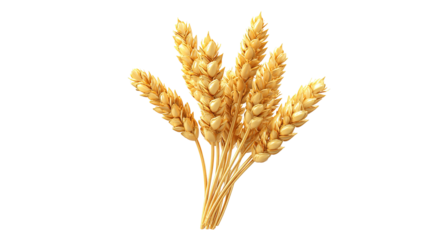 spikelets of wheat isolate on white background. Selection focus. food PNG