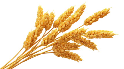 spikelets of wheat isolate on white background. Selection focus. food PNG