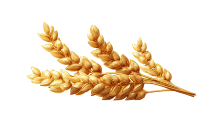 spikelets of wheat isolate on white background. Selection focus. food PNG