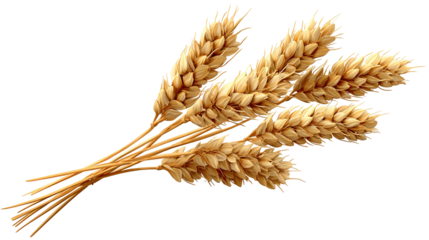 spikelets of wheat isolate on white background. Selection focus. food PNG
