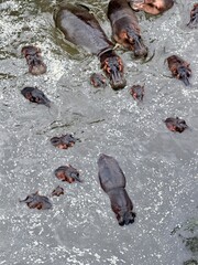 hippopotamus in the water, masai mara game reserve