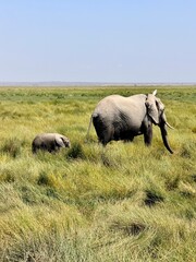 Mom and baby elephant