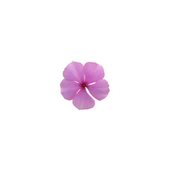 pink frangipani flower. Floral element. Suitable as a design element